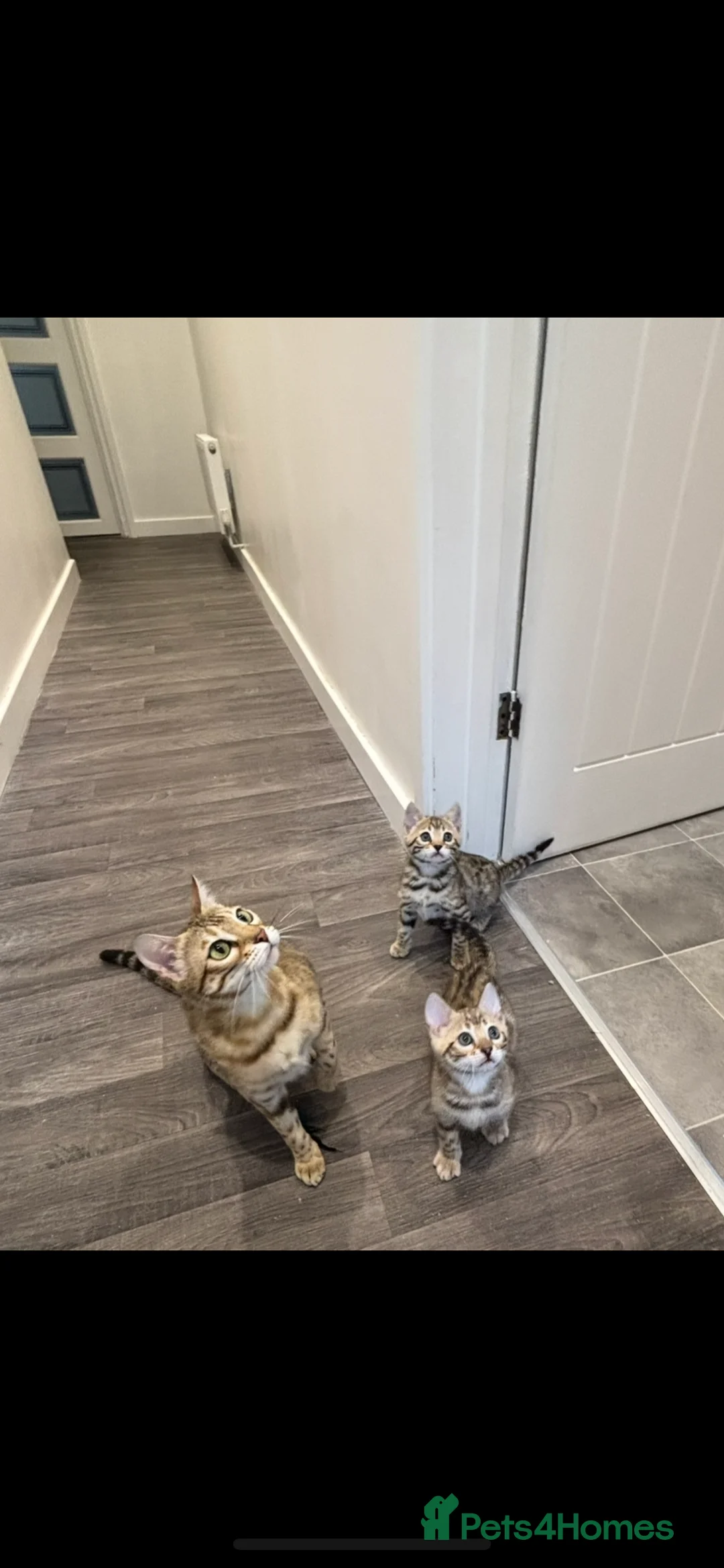 Bengal cats for sale: TICA Show winning 🏆 cattery  - Advert 2