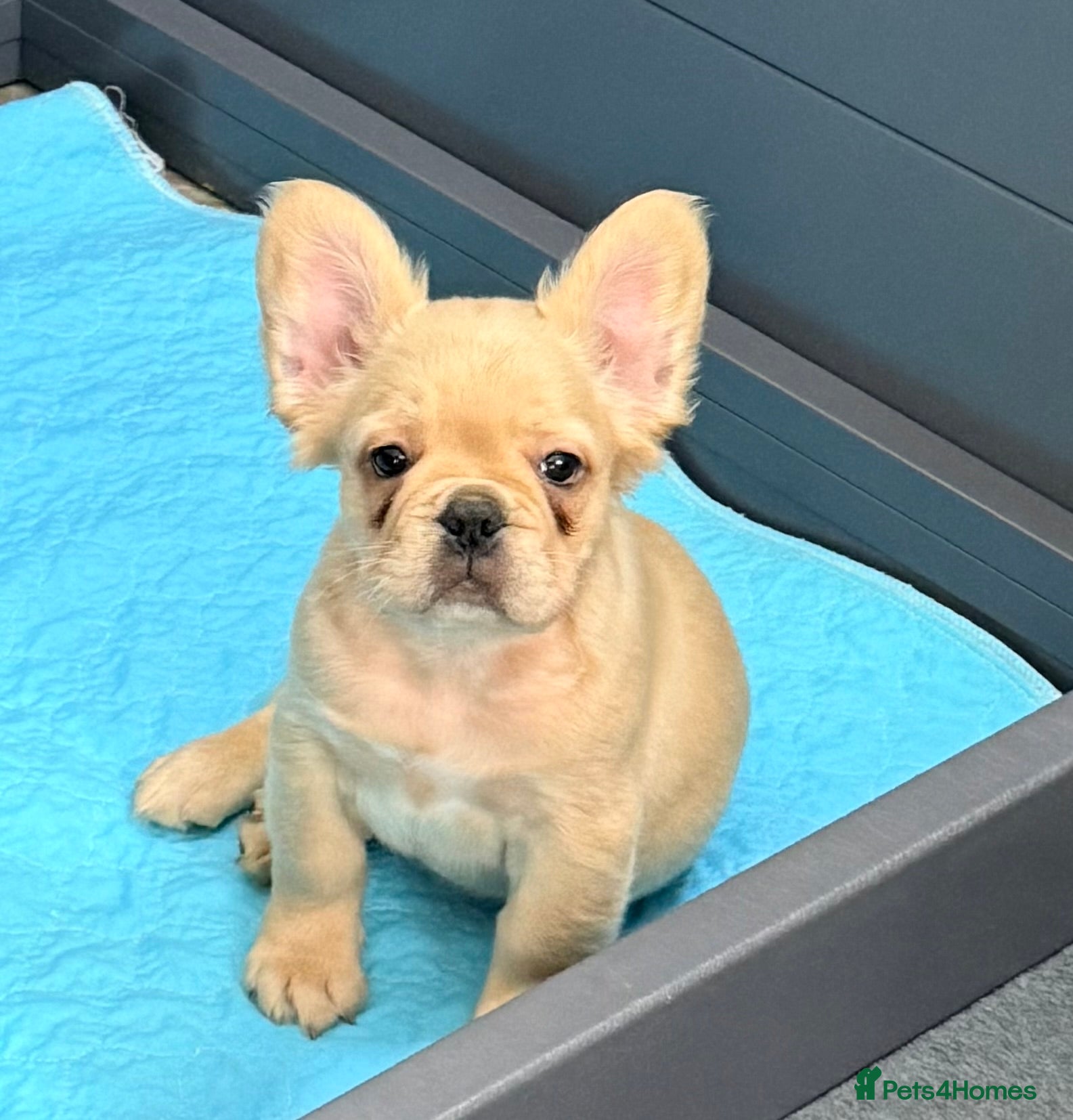 French Bulldog dogs Last female French Bulldog both vaccines complete - Advert 2