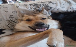 Shepsky dogs for adoption: 1 Year Old Super Friendly Shepsky Needs A New Home - Image 2