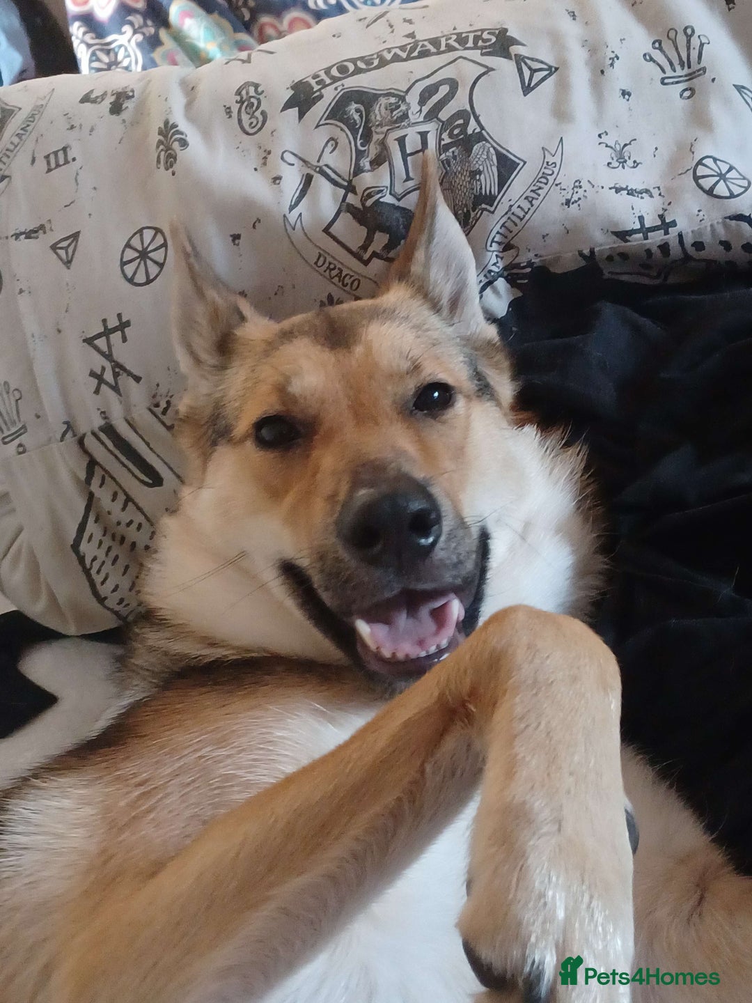 Shepsky dogs for adoption: 1 Year Old Super Friendly Shepsky Needs A New Home - Image 2