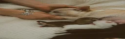 Chihuahua dogs for sale: 🌟 Exceptional Smooth-Coat Chihuahua Girls  - Advert 11
