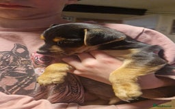 Mixed Breed dogs for sale: Jack Russell x Chihuahua puppies - Image 10