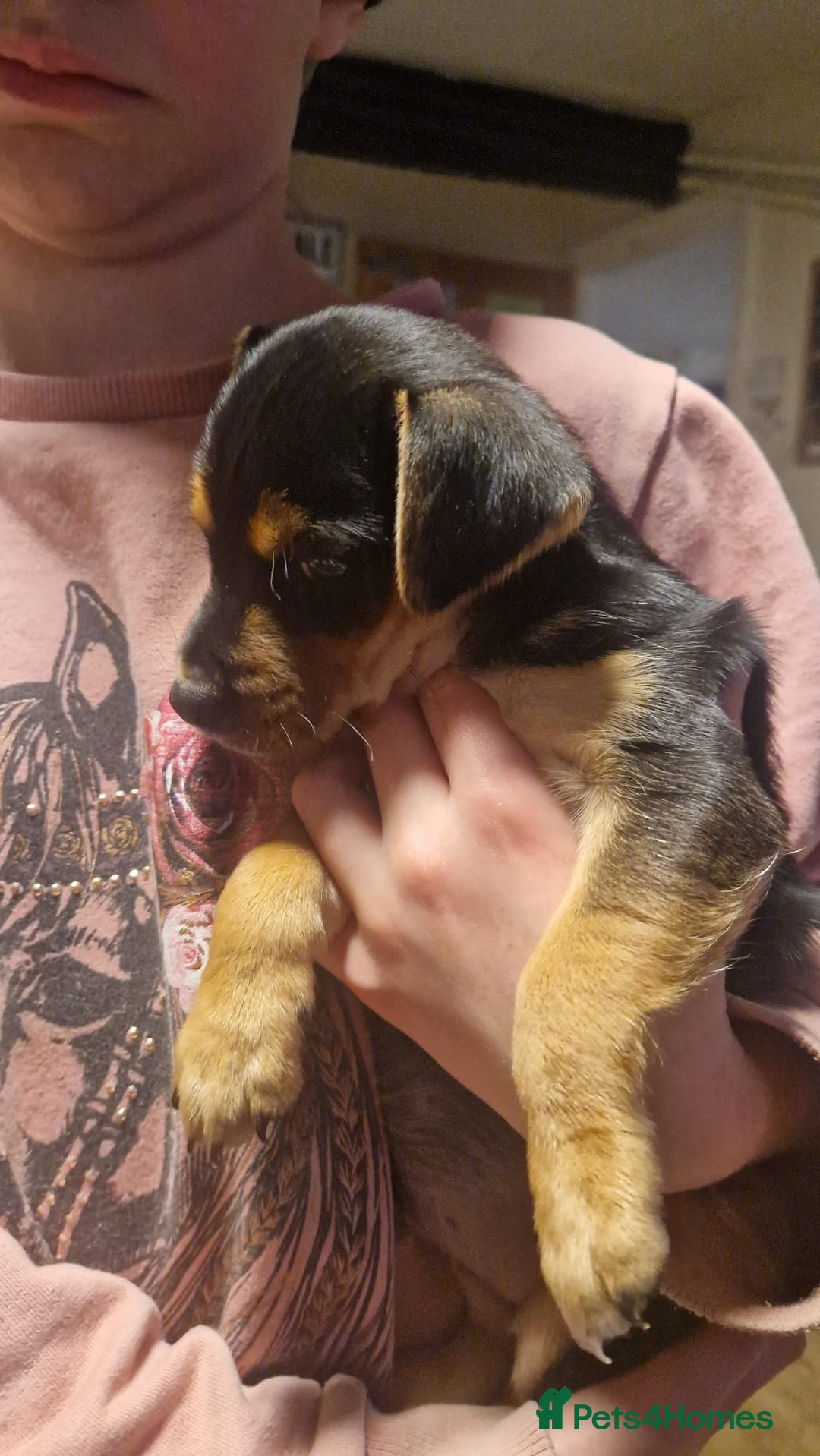 Mixed Breed dogs for sale: Jack Russell x Chihuahua puppies - Image 10