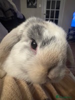 Mini Lop rabbits READY TO GO Beautiful mini lop rabbit GIRL - Advert 5