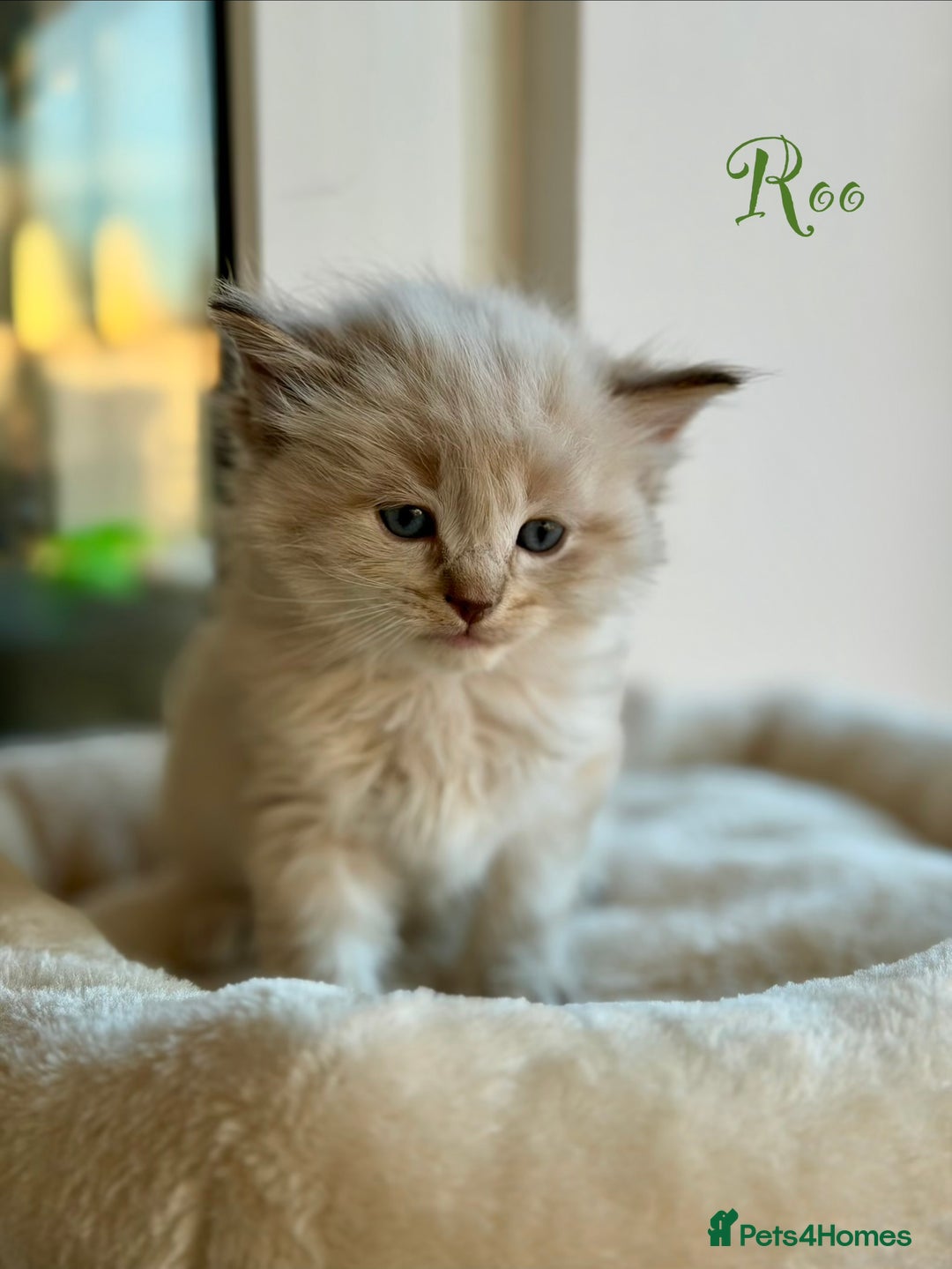 Ragdoll cats for sale: TICA registered cherubim kittens - Advert 18