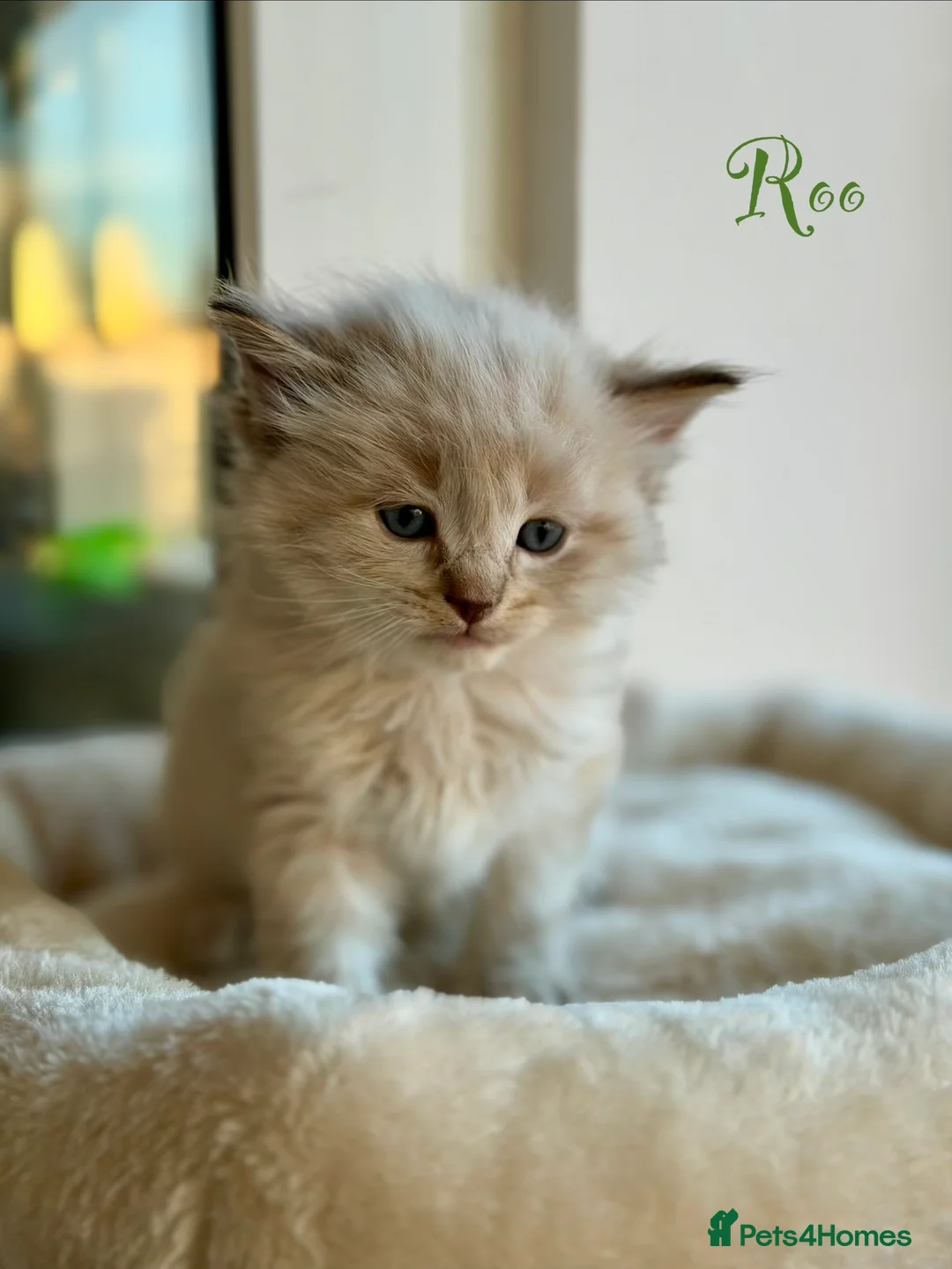 Ragdoll cats for sale: TICA registered cherubim kittens - Advert 18