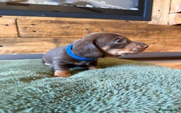 Miniature Dachshund dogs for sale: 3 miniature dachshund boys left for sale - Image 3