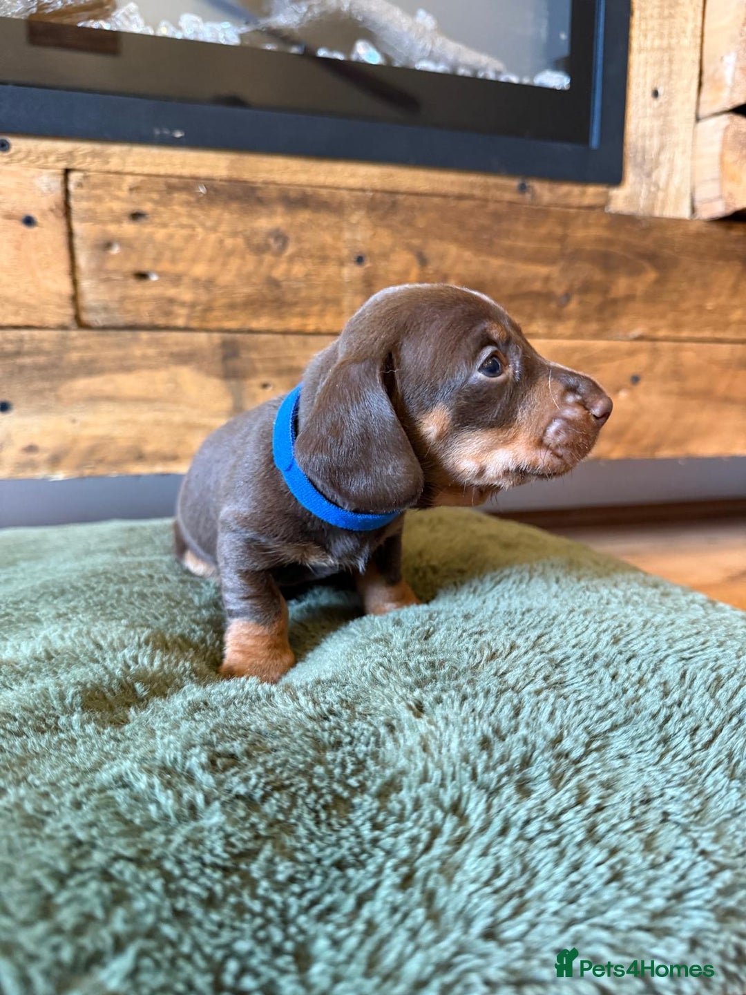 Miniature Dachshund dogs for sale: 3 miniature dachshund boys left for sale - Image 3