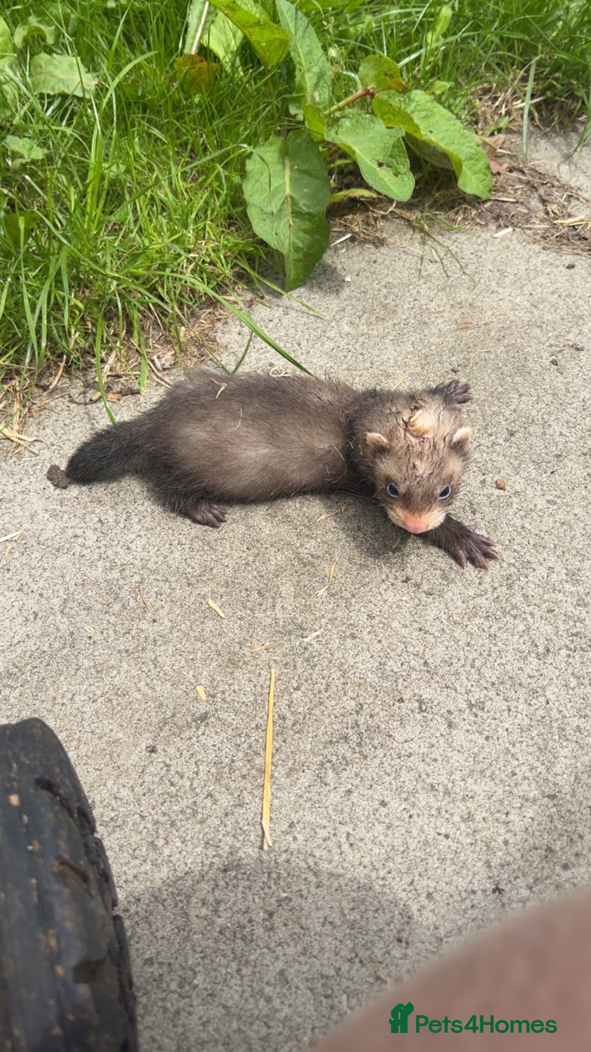 Ferret rodents Hob ferrets - Advert 10