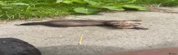 Ferret rodents for sale: 1 sandy hob and 1 Jill available  - Advert 1
