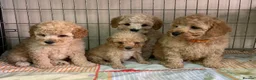 Poodle dogs for stud: FOR STUD Moyen Poodle (proven)  in Northampton - Advert 18