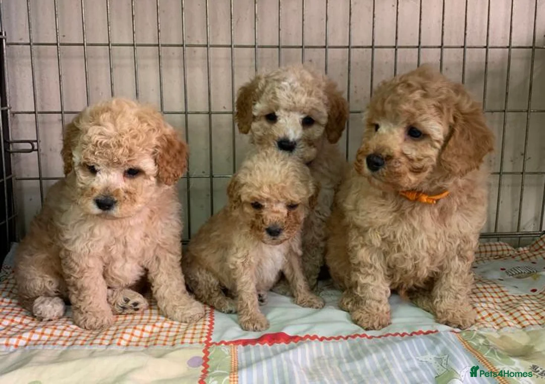 Poodle dogs for stud: FOR STUD Moyen Poodle (proven)  in Northampton - Advert 18