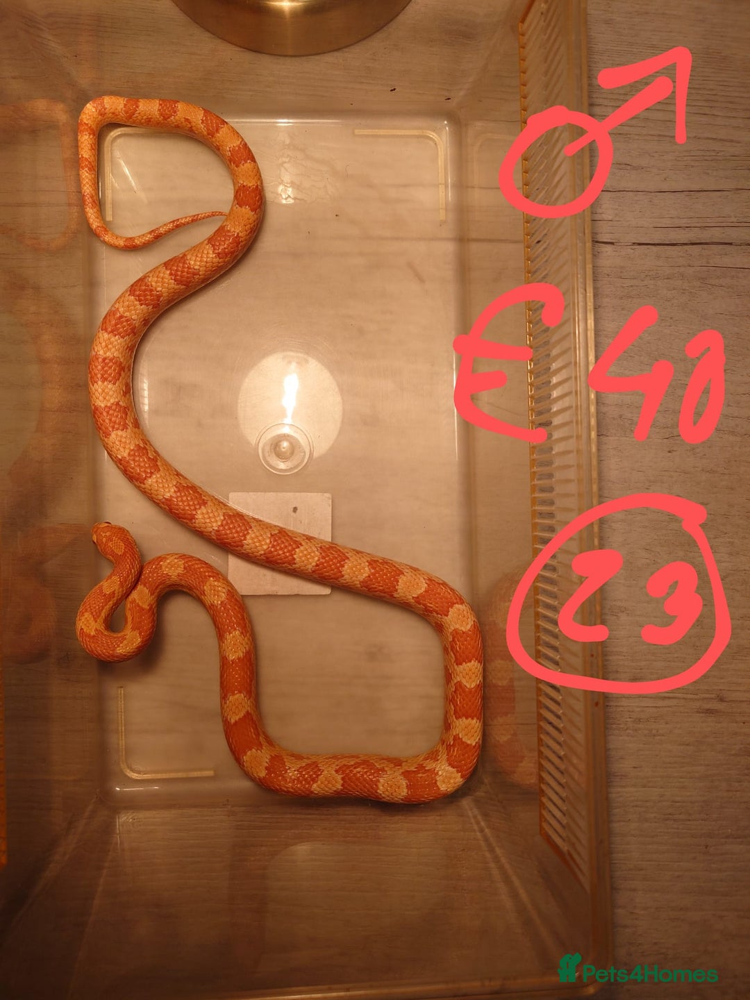 Snake reptiles for sale: My collection of corn snakes. - Advert 3
