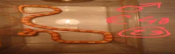 Corn Snake reptiles for sale: Corn snake - Advert 13