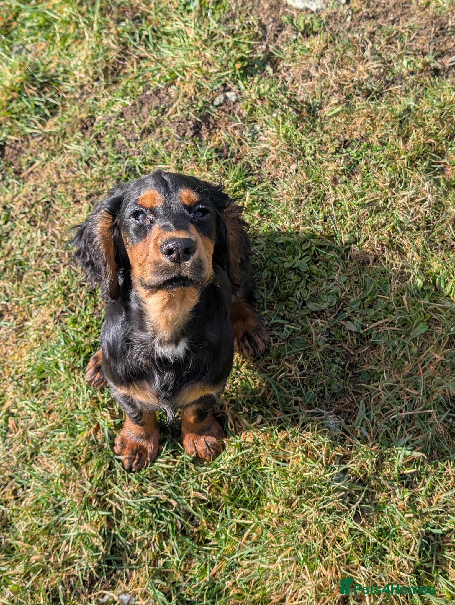 Cocker Spaniel dogs Black and Tan Cocker Spaniel - Advert 1