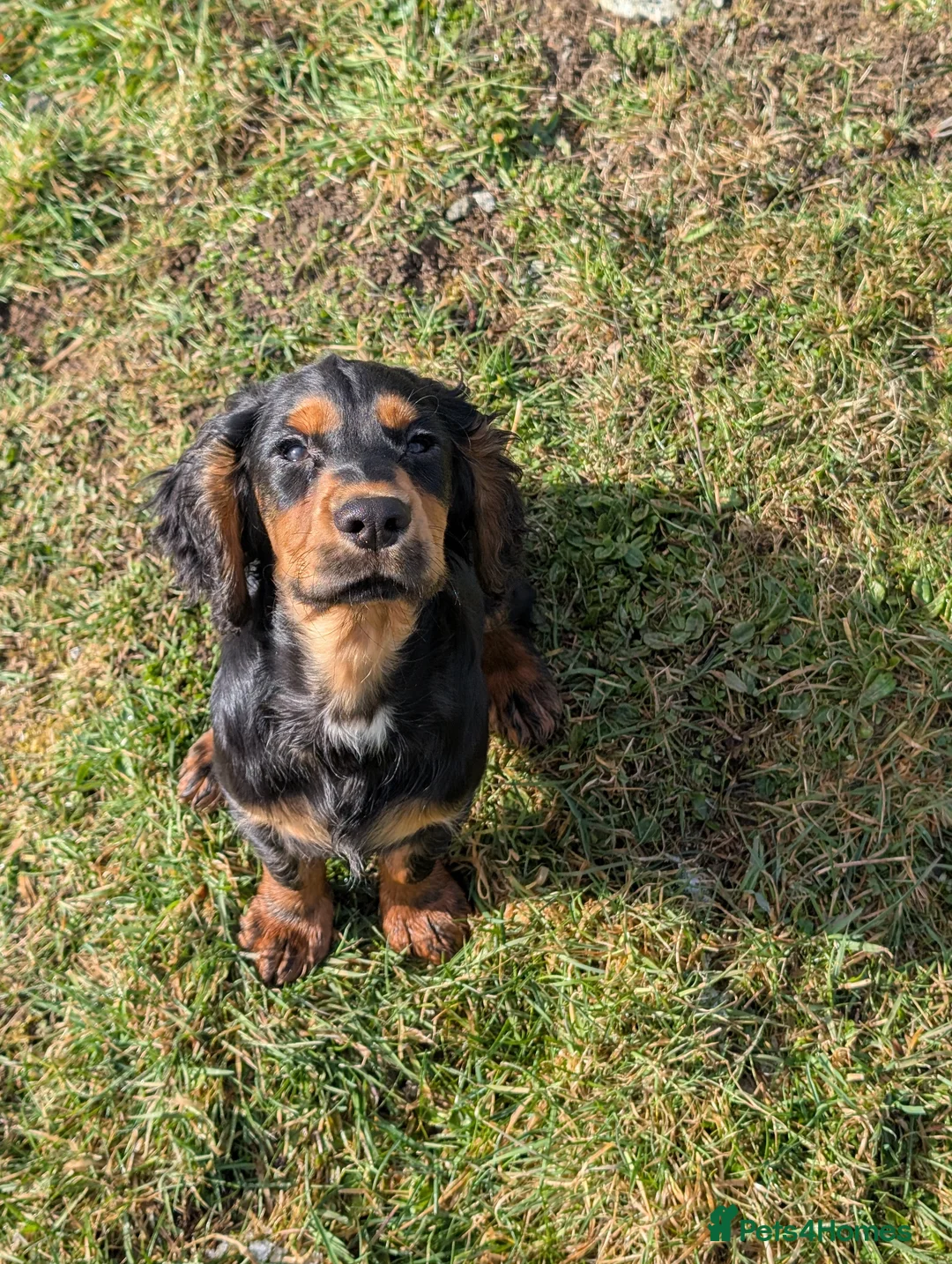 Cocker Spaniel dogs for sale: Black and Tan Cocker Spaniel - Advert 1