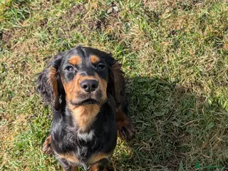 Cocker Spaniel dogs Black and Tan Cocker Spaniel - Advert 1