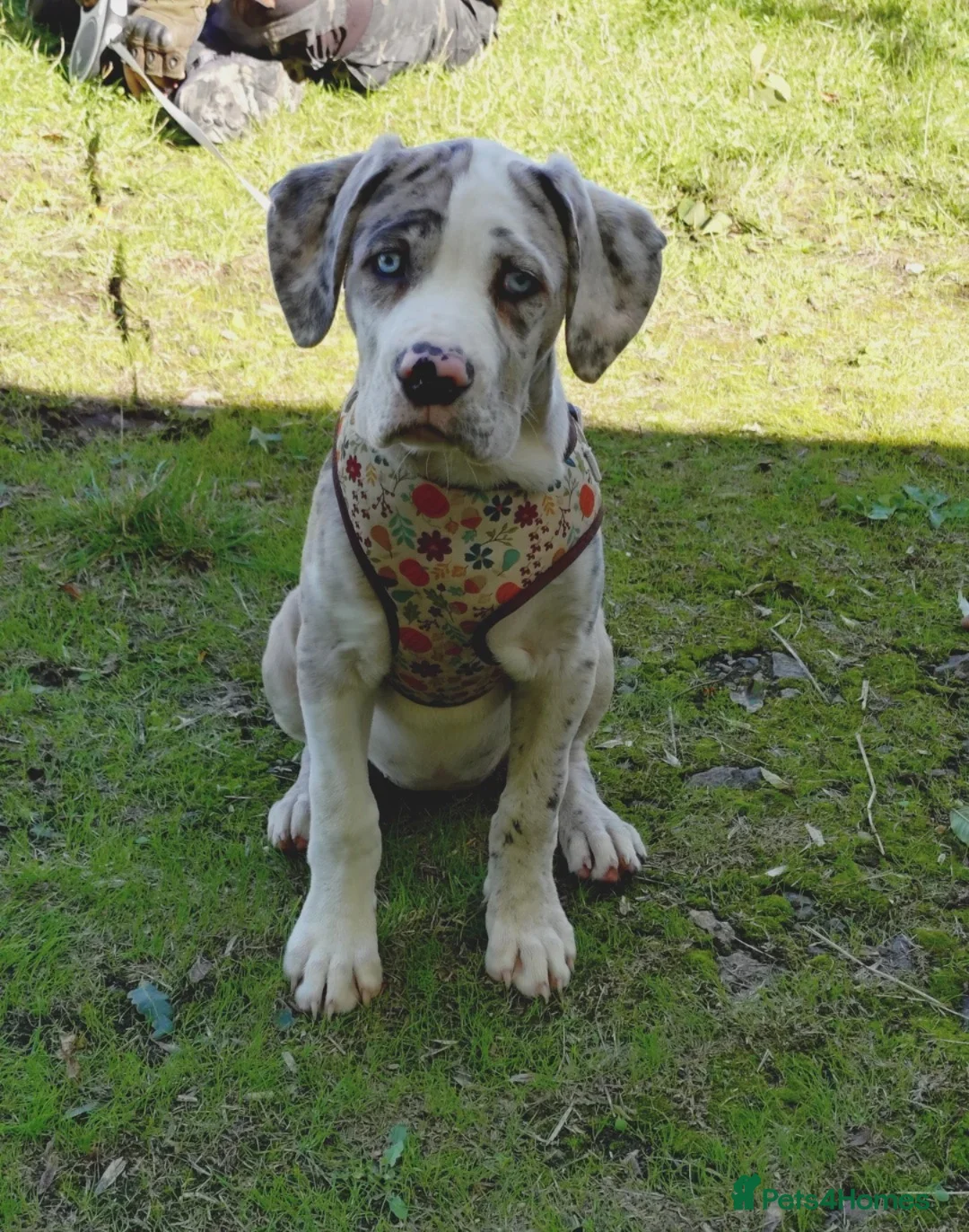 Cane Corso dogs for sale: ane Corso Puppies Seeking Forever Homes in Dunfermline - Advert 6