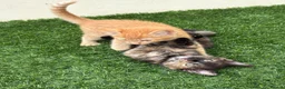Mixed Breed cats for sale: 2 beautiful kittens looking for their forever home - Advert 13