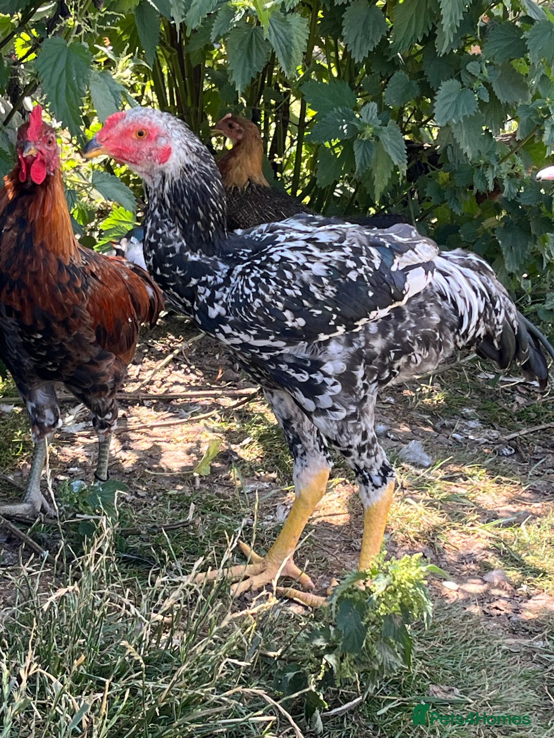 Chickens poultry for sale: Indio Gigante *LARGE BIRDS* - Advert 4