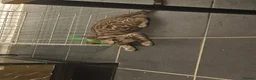 Bengal cats for sale: Snow mink bengals ready now - Advert 4