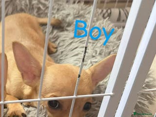 Mixed Breed dogs Jack x Chi x Poms - Advert 2