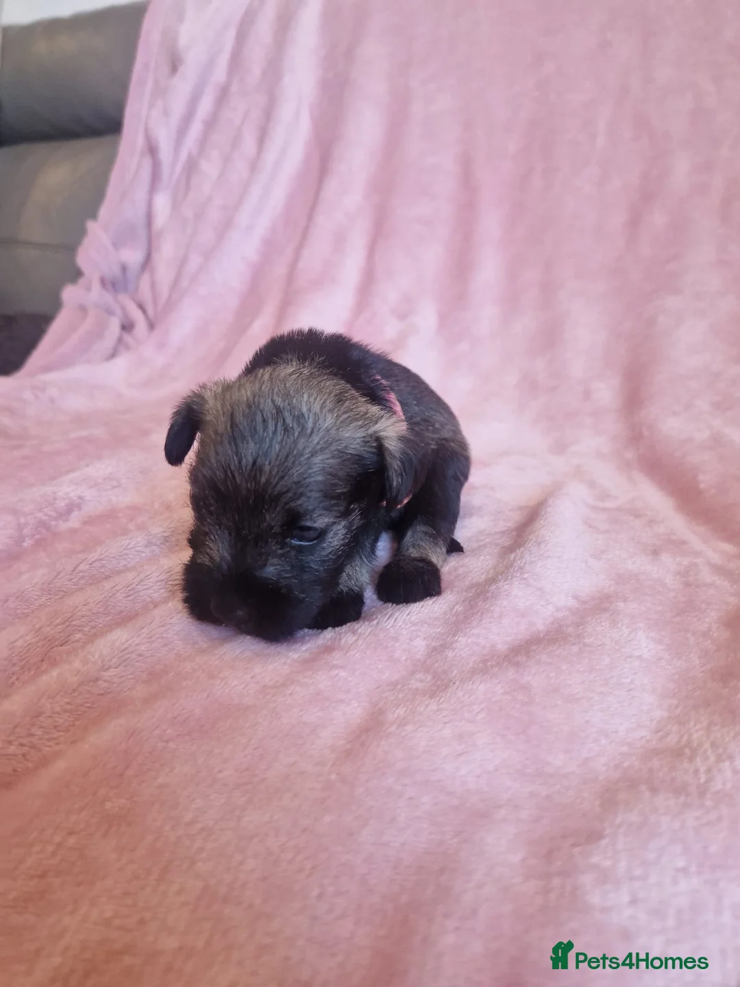Miniature Schnauzer dogs for sale: Gorgeous miniature schnauzer puppies  - Advert 2