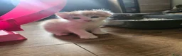 Mixed Breed cats for sale: Kittens  are looking for homes  in Edinburgh - Advert 6