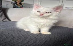 Maine Coon cats for sale: Maine coon kittens POLYDACTYL FEMALES  - Image 6