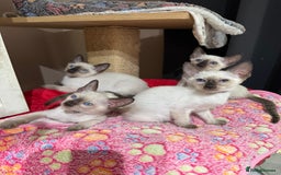 Siamese cats for sale: 1 cute Siamese girl available now-fully vaccinated - Image 7