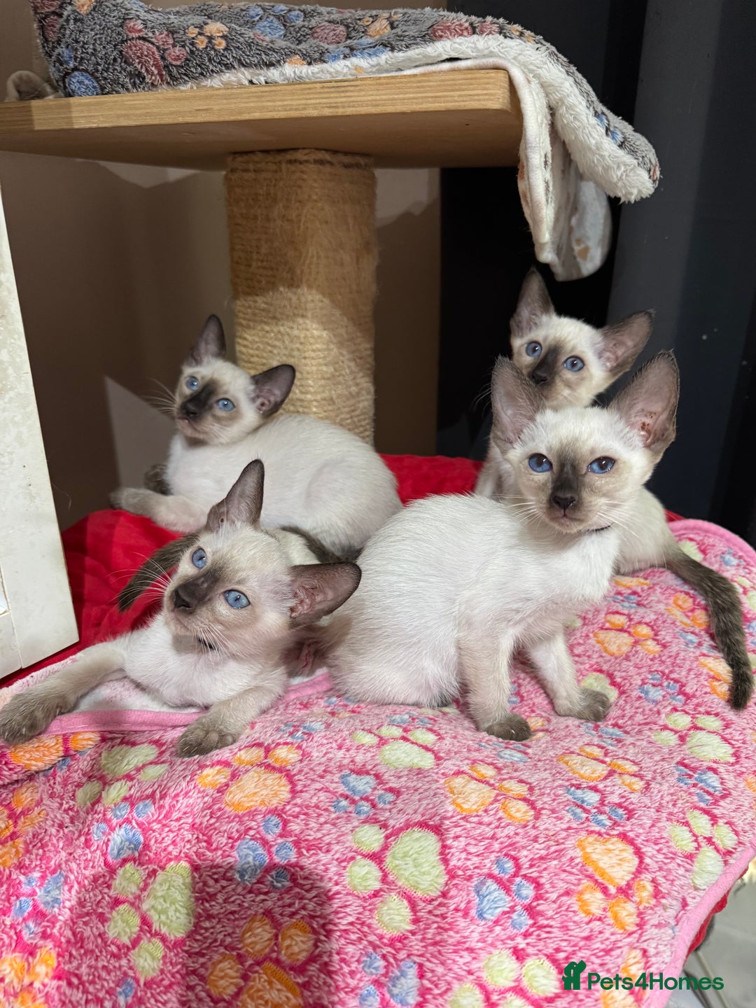 Siamese cats for sale: 1 cute Siamese girl available now-fully vaccinated - Image 7