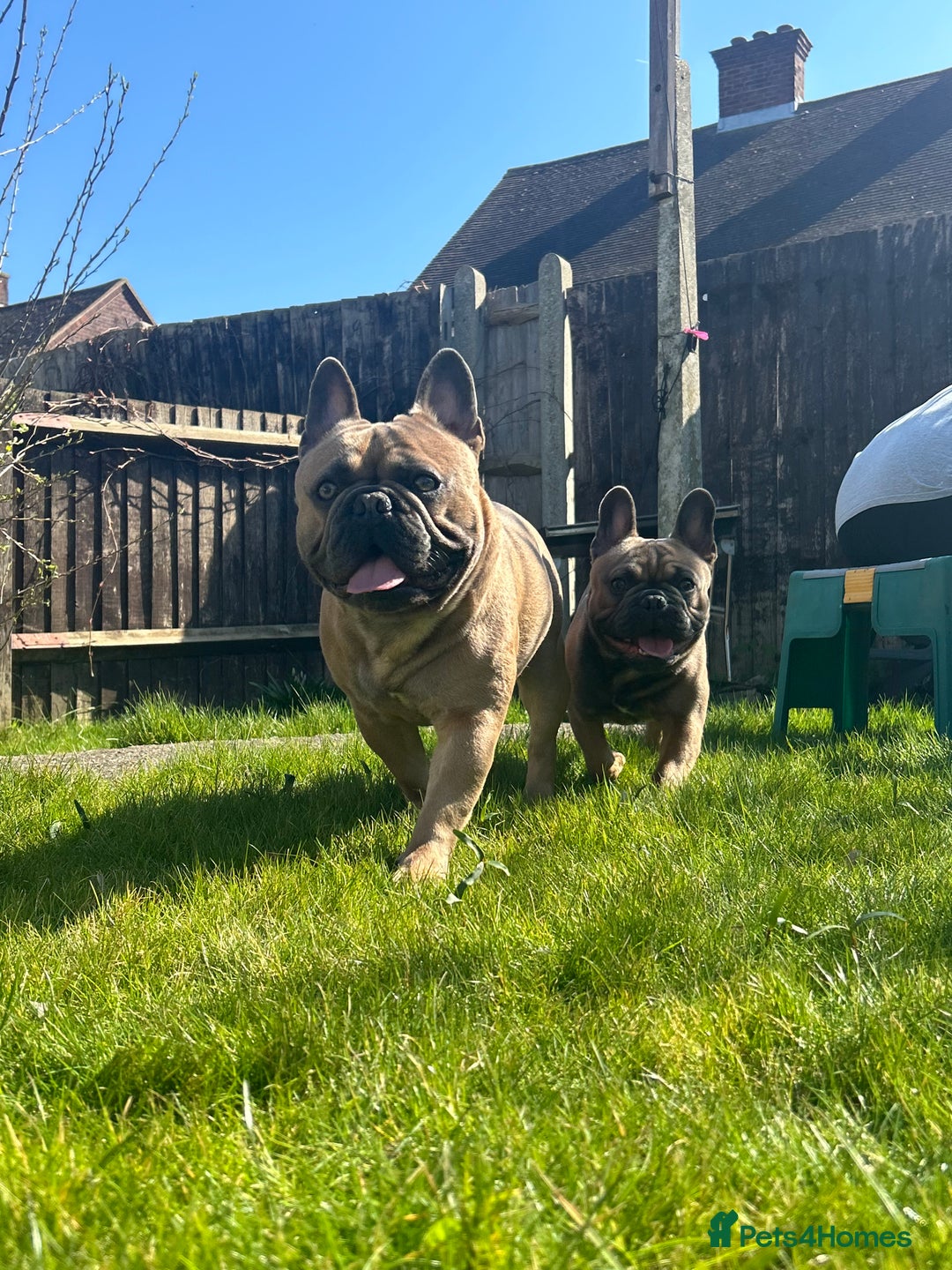 French Bulldog dogs for sale: 2 year old French bulldog  - Advert 5