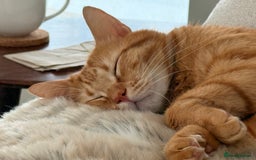 Siberian cats for sale: 2 1/2 year old Gorgeous Ginger Siberian Cross - Image 5