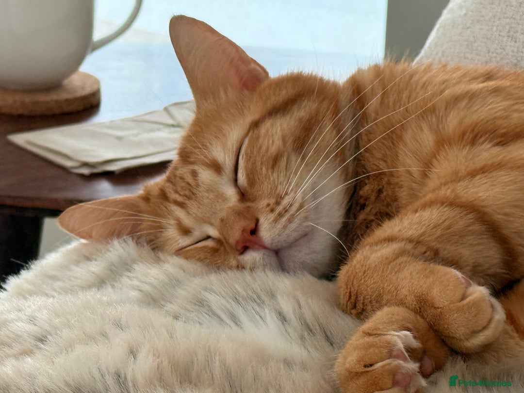 Siberian cats for sale: 2 1/2 year old Gorgeous Ginger Siberian Cross - Image 5