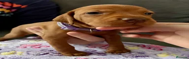 Hungarian Vizsla Puppy 5