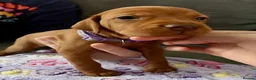 Hungarian Vizsla dogs for sale: Hungarian Vizsla Puppies - Advert 5