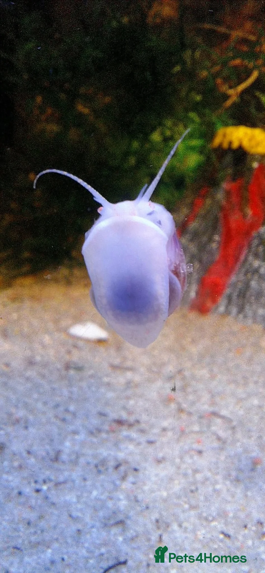 Snails fish for sale: Purple/Magenta Mystery Snails SHIPPING AVAILABLE - Advert 2