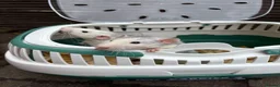 Rat rodents for sale: Four very friendly Rats  in Towcester - Advert 3