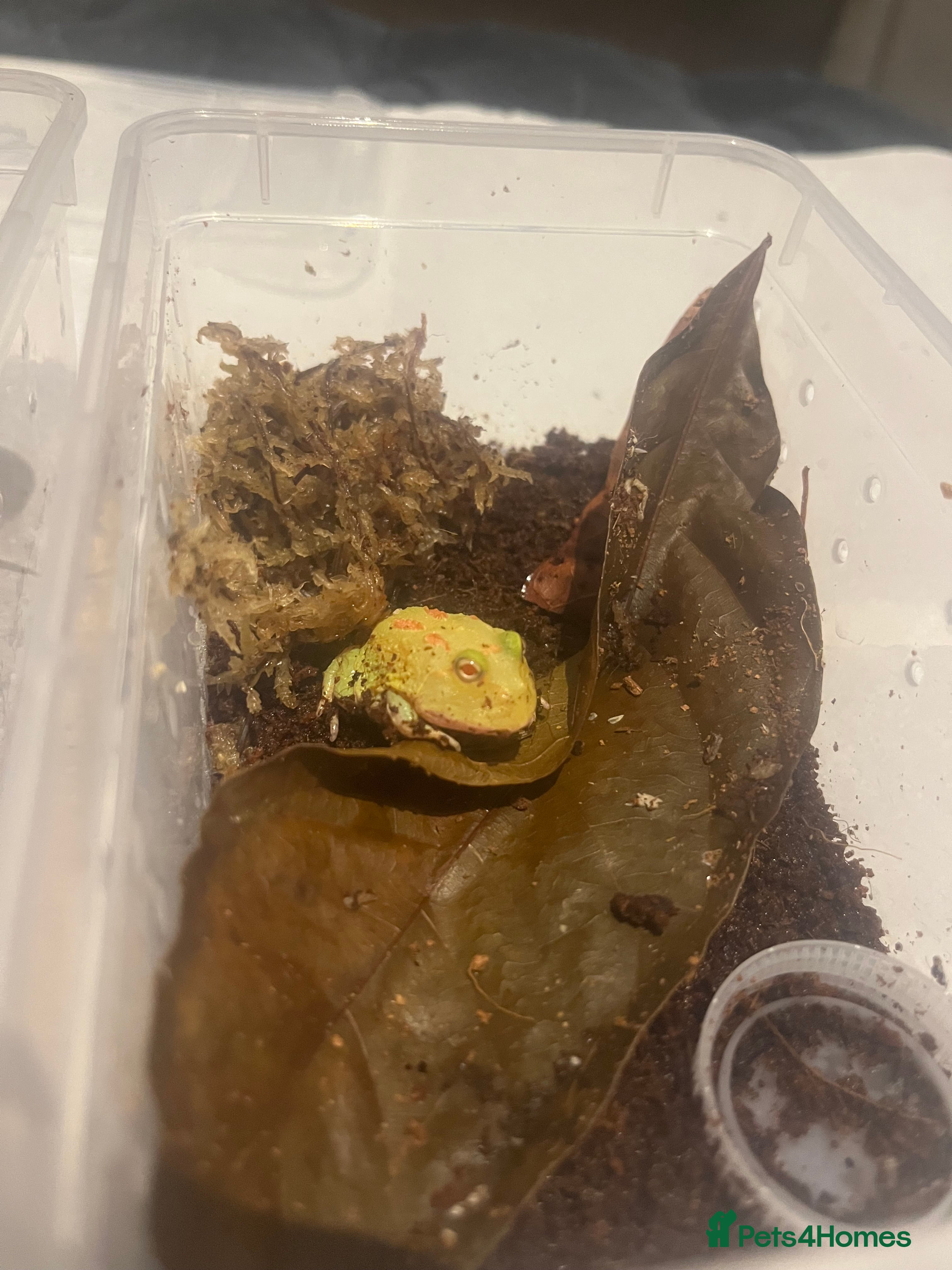 Frog reptiles Baby PAC Man frogs - Advert 2