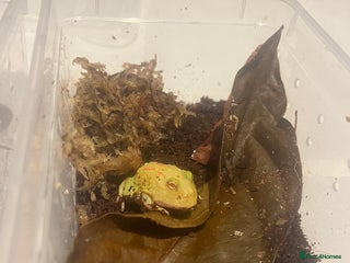 Frog reptiles Baby PAC Man frogs - Advert 2