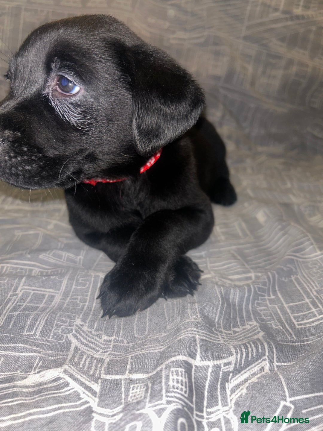 Labrador Retriever dogs for sale: 8 Labrador puppies for sale 🤍 - Advert 7
