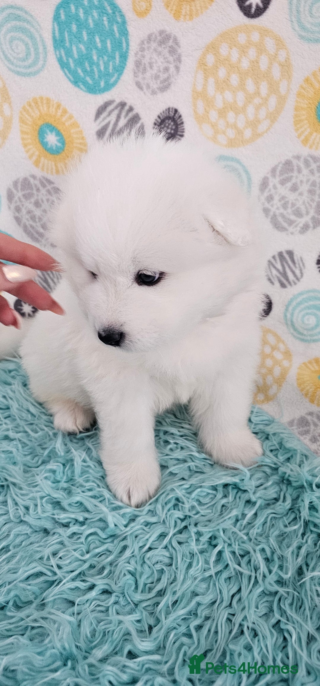 Samoyed dogs for sale: 2wonderful, purebred boys. (For therapy dogs) - Image 5