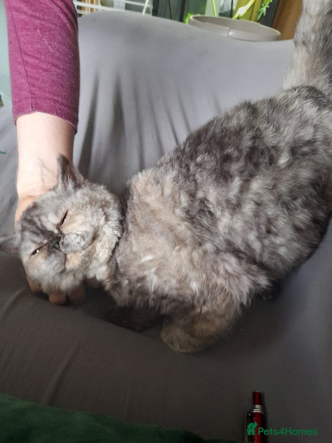 Selkirk Rex cats for sale: Tica reg  pedigree selkirk rex kittens ready now  - Advert 17