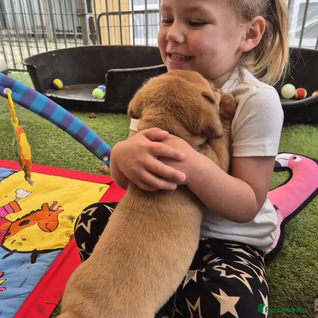 Dogue De Bordeaux dogs for sale: Dogue de Bordeaux puppies  - Advert 13