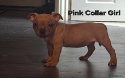 Staffordshire Bull Terrier dogs for sale: LAST ONE! KC RED STAFFORDSHIRE BULL TERRIER PUPS. - Image 12