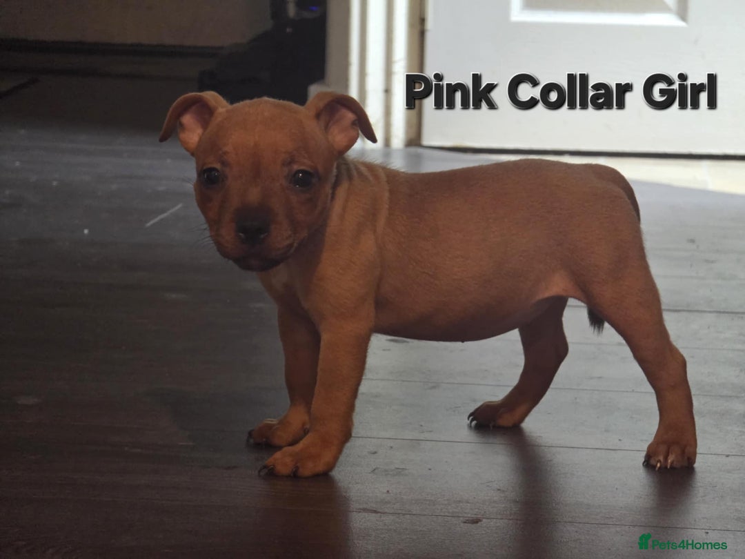 Staffordshire Bull Terrier dogs for sale: LAST ONE! KC RED STAFFORDSHIRE BULL TERRIER PUPS. - Image 12