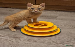 Mixed Breed cats for sale: 2 gorgeous kittens - Image 4