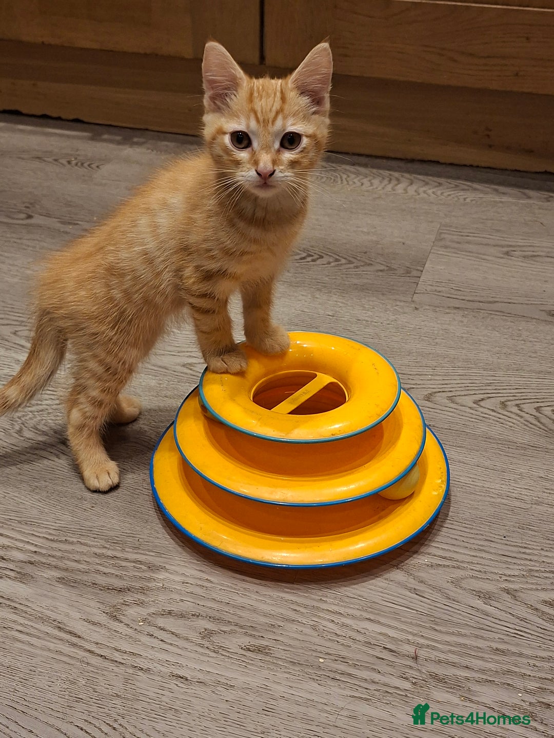 Mixed Breed cats for sale: 2 gorgeous kittens - Image 4