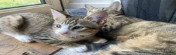 Mixed Breed cats for sale: Bambi - Female Siamese Kitten - Advert 2