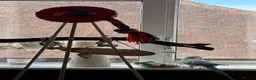 Ringnecks birds for sale: Indian Ringneck Female 1.8 years old in Canterbury - Advert 4